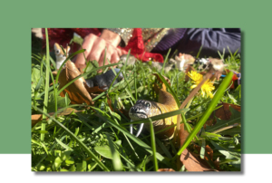 Imagem com a capa do audiolivro.