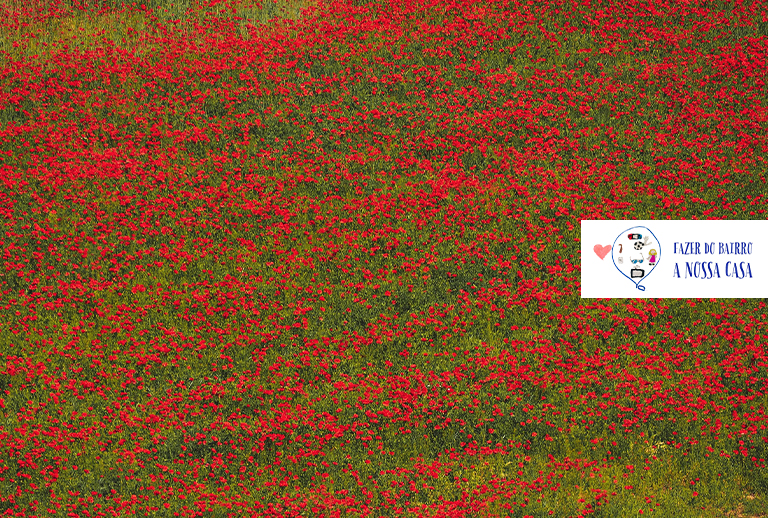 Imagem de um campo de flores.