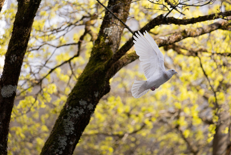 Imagem com uma fotografia de uma pomba branca.