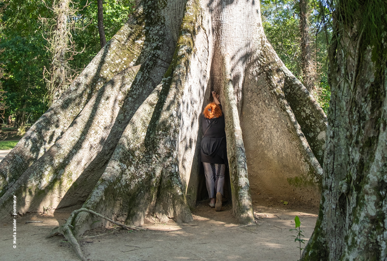 Imagem de uma pessoa na base de uma árvore.