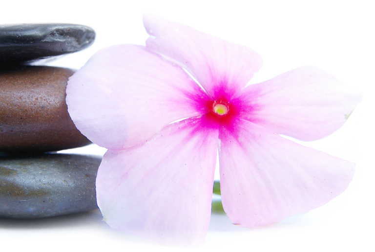 Imagem com uma flor.