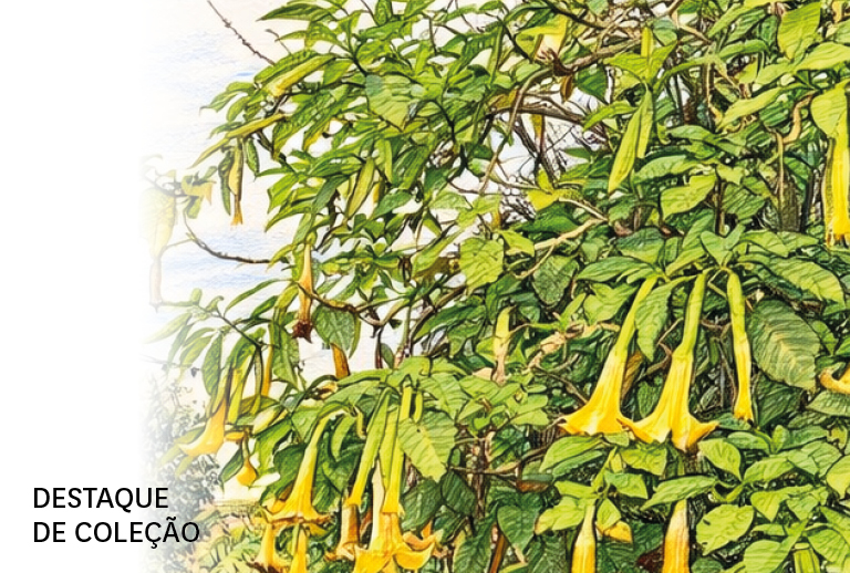 Imagem de uma planta.